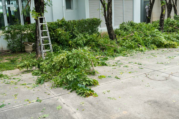 How Our Tree Care Process Works  in  Franklin Grove, IL